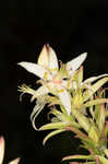 Sandbog deathcamas